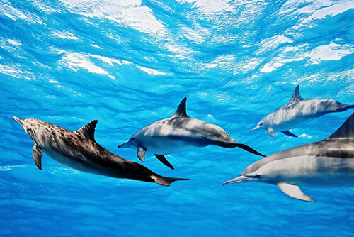 🐬 Swim with Dolphins